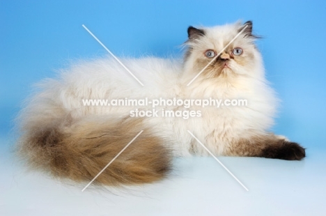 seal tortie colourpoint cat, lying down. (Aka: Persian or Himalayan)