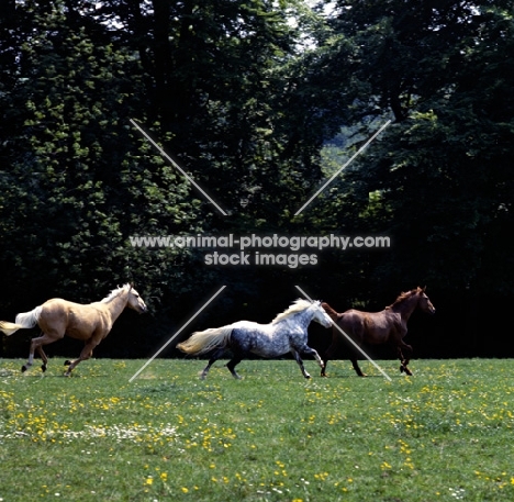 yearlings, palomino, welsh mountain pony and chestnut cantering in field