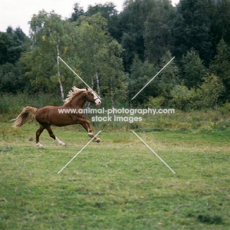 Hjelm, Frederiksborg stallion cantering 