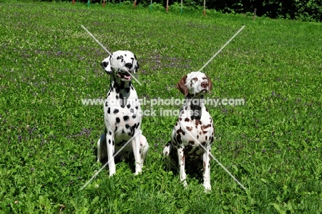 black spotted and brown spotted Dalmatians