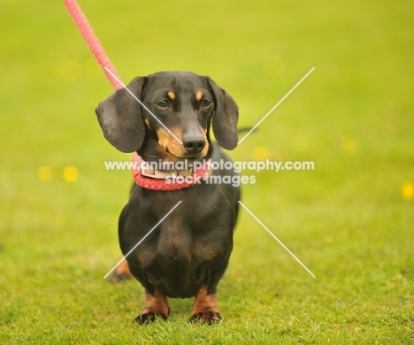 Dachshund on lead