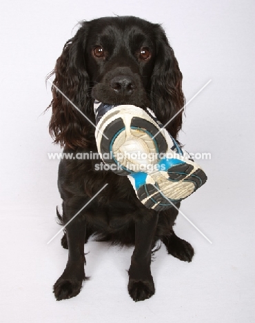 black Cocker Spaniel with shoe