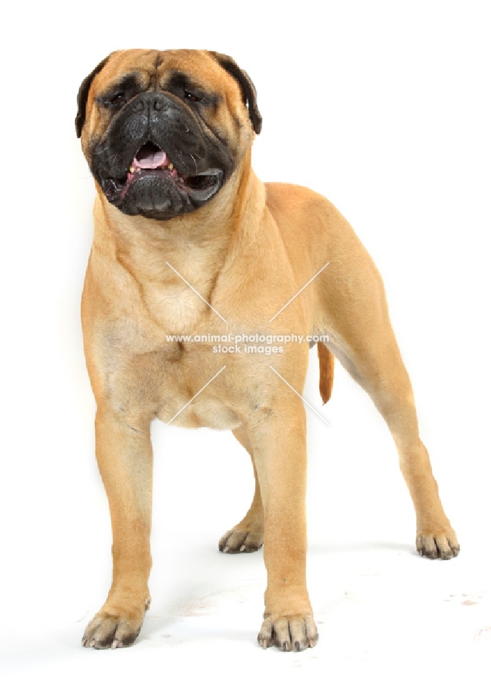 Australian Champion Bullmastiff