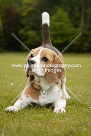 Beagle bowing down