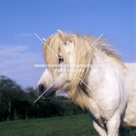 old shetland pony with flowing mane