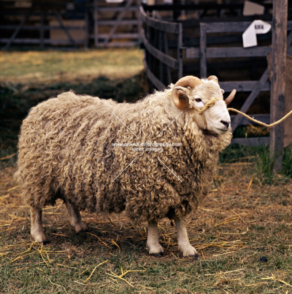 whiteface dartmoor ram