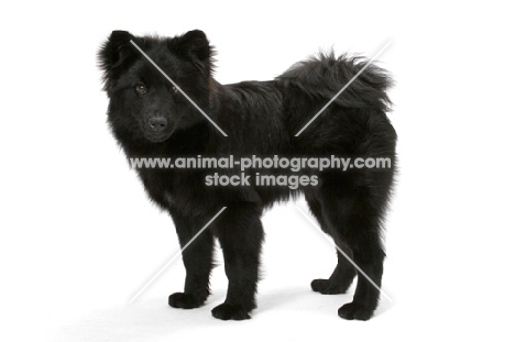 seven month old Swedish Lapphund 