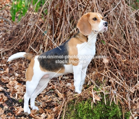 Beagle