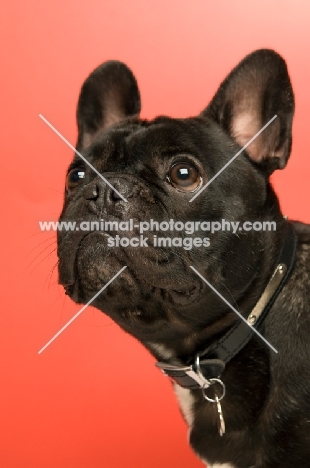 young French Bulldog on red background, looking up
