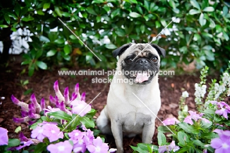 pug sitting in purple flowers