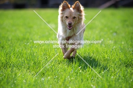 happy dog running free in a field
