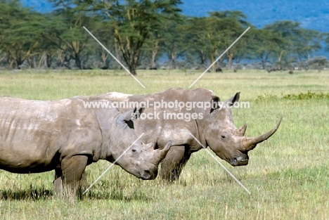 african white rhino in kenya