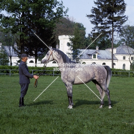 Polish Arab stallion with Polish handler