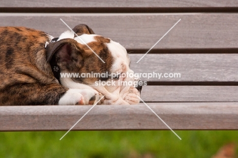 Bulldog puppy on bench