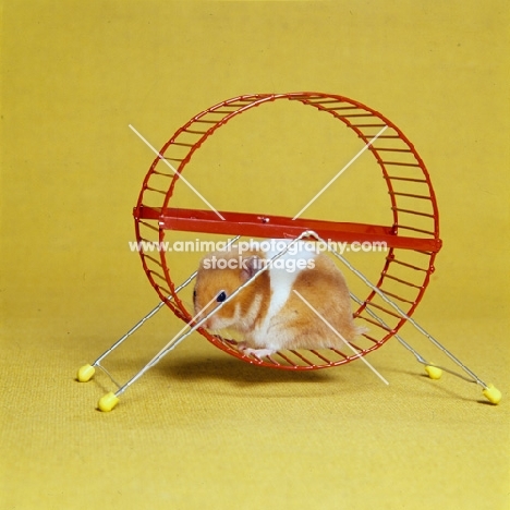 hamster in unsuitable exercise wheel