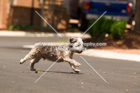 Yorkipoo (Yorkshire Terrier / Poodle Hybrid Dog) also known as Yorkiedoodle running in street