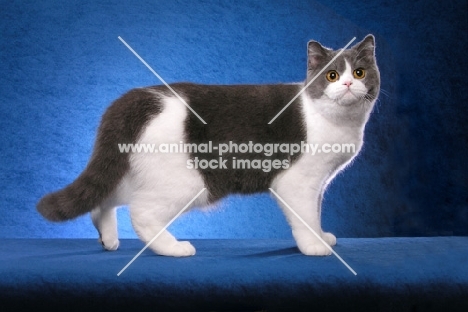 British Shorthair on blue background