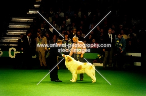 crufts 1997, pyrenean mountain dog examined by judge in the group