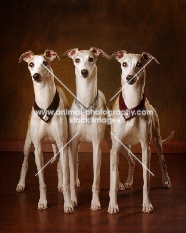 three Whippets in studio