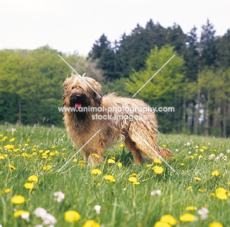 Briard standing in a field