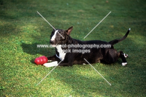 miniature bull terrier lying on grass with a toy
