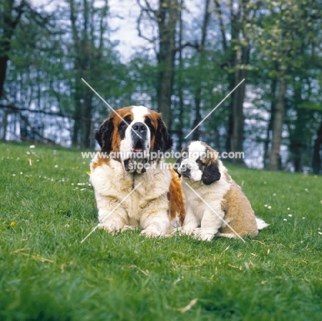 st bernard and puppy on grass