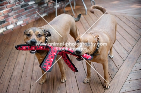 staffordshire terrier mix playing tug with red toy