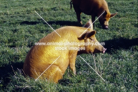 tamworth pig at heal farm sitting on grass