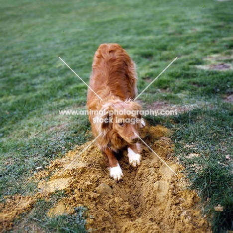 nova scotia duck tolling retriever digging, goes by the name of tolly