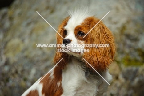 Cavalier King Charles Spaniel sitting looking back.