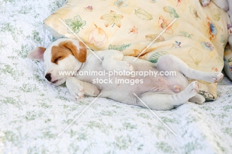 jack russell terrier puppy sleeping