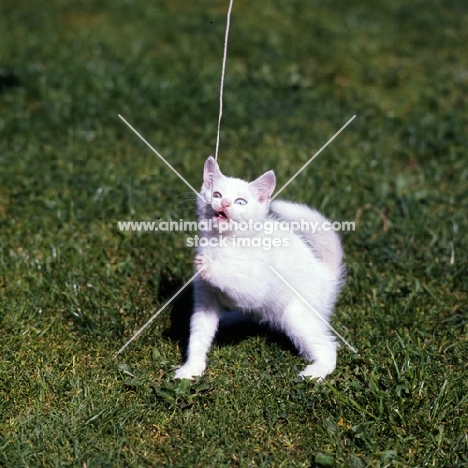 odd eyed white short hair kitten playing with string