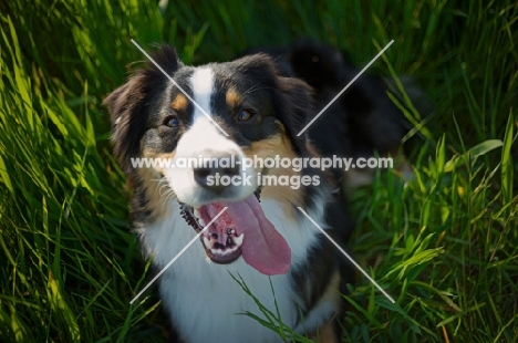 black tri colour australian shepherd with tongue out, resting in the tall grass