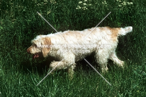 champion italian spinone walking