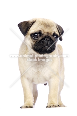 Pug puppy on white background