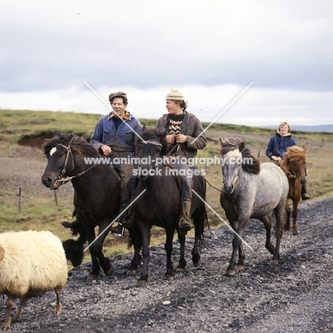 Riders escorting Iceland horses and sheep