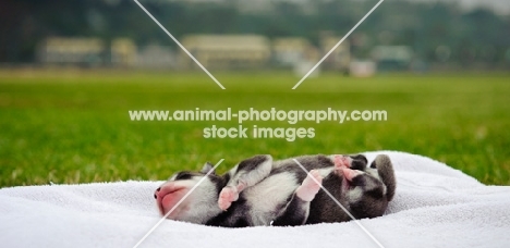 Alaskan Klee Kai puppy lying on back