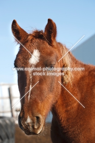 Morgan Horse portrait, brown colour