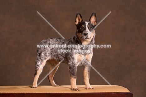 Australian Cattle Dog standing on table