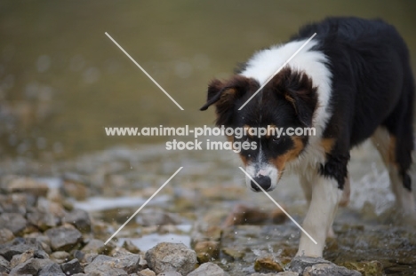 black tri colour australian shepherd puppy walking on the lake shore