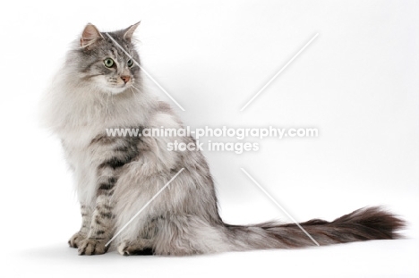 Silver Mackerel Tabby & White Norwegian Forest cat, sitting down