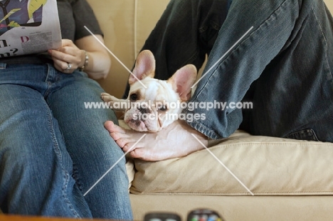 French Bulldog puppy, colour: honey pied