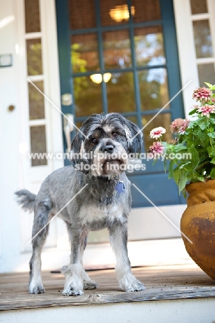 terrier mix standing on porch