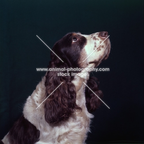 cocker spaniel, portrait