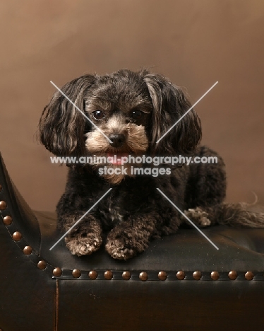 brown miniature poodle on leather couch