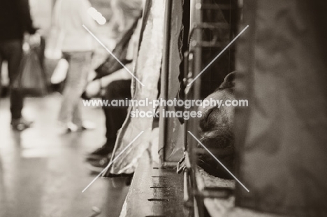 Staffie sleeping in cage at Crufts 2012