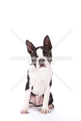 cute Boston Terrier on white background