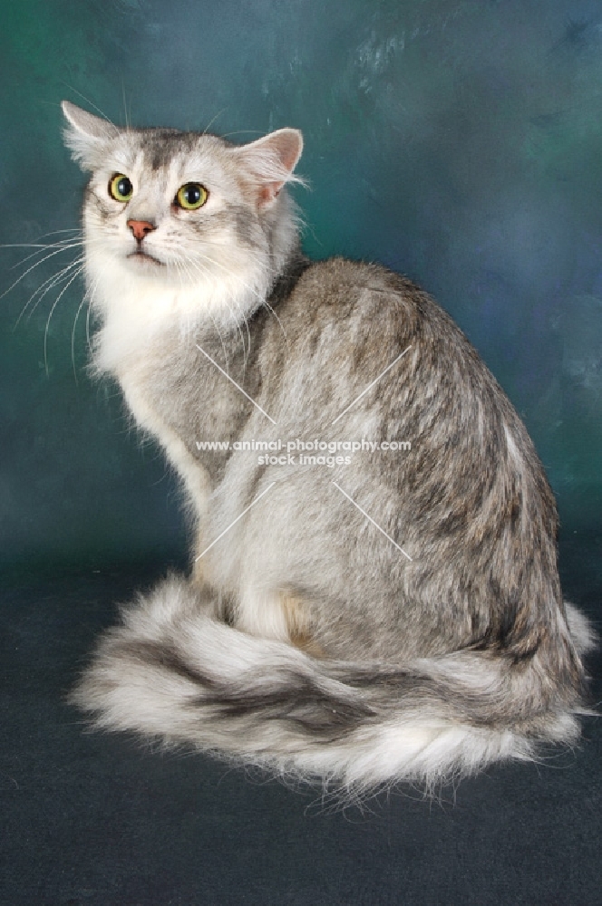 silver coloured somali cat