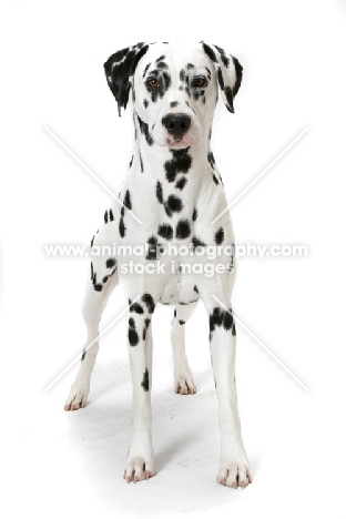 Dalmatian on white background