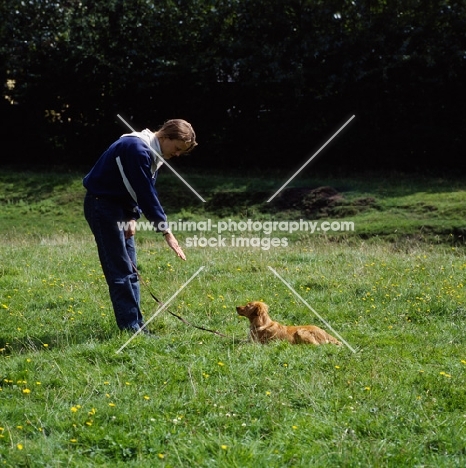 nova scotia duck tolling retriever puppy, training command 'down' 